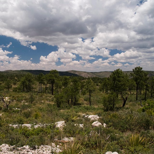 Dry landscape with sparse grasses and trees